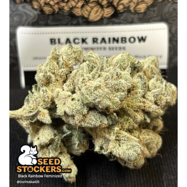 Black Rainbow - Image 3