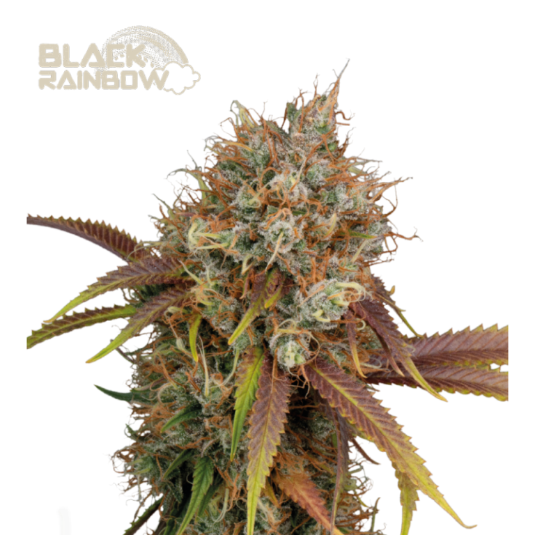 “Black Rainbow© by Seedstockers: dense, resinous buds with vibrant hues; aroma of citrus and spice with earthy undertones; balanced hybrid with high THC content.”