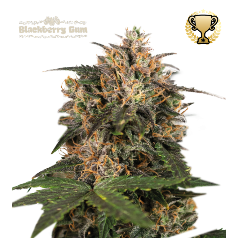 “Blackberry Gum by Seedstockers features deep-colored, sticky resin-coated buds with a rich blueberry candy aroma and spicy-earth undertones—visually and aromatically striking.”