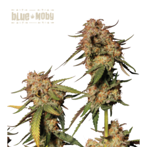 “Blue Moby by Seedstockers shows chunky, resin-thick buds with faint blue hues and bright pistils; the flowers suggest a blueberry-forward bouquet with a subtly woody backdrop.”