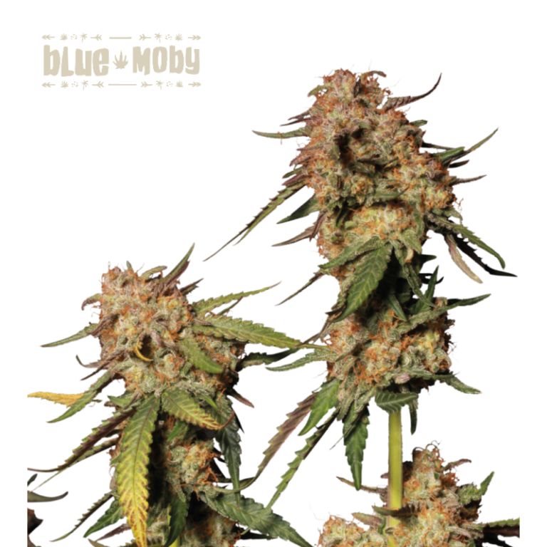“Blue Moby by Seedstockers shows chunky, resin-thick buds with faint blue hues and bright pistils; the flowers suggest a blueberry-forward bouquet with a subtly woody backdrop.”