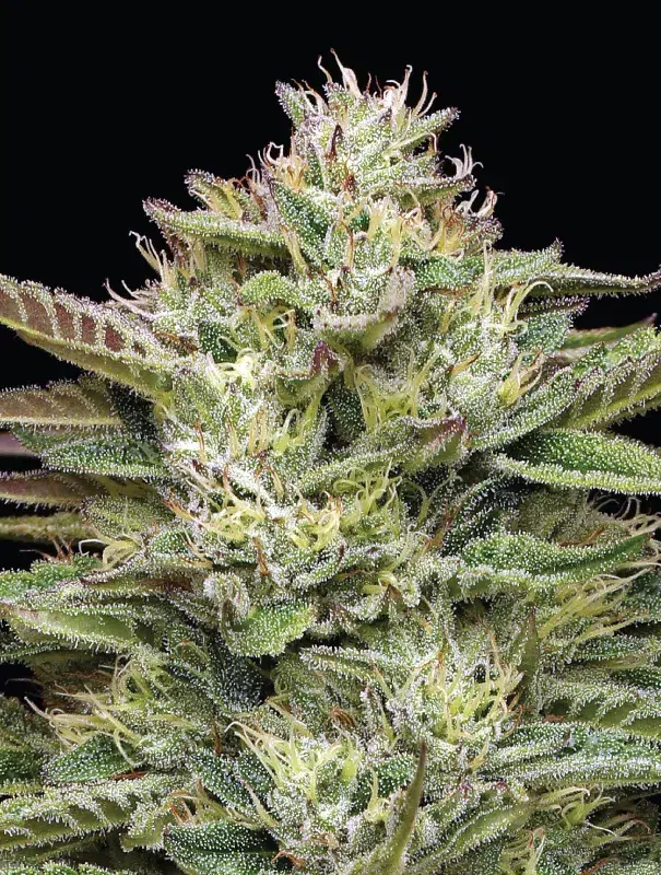 A tall cannabis plant with resin-laden, glittering buds and slight purple hues, exuding cake-batter sweetness and intense blueberry aroma—Blueberry Cupcake by Humboldt Seed Company.