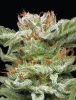 A colorful cannabis plant with dense, frosty buds and purple hues, bursting with blueberry muffin aroma—Blueberry Muffin by Humboldt Seed Company.