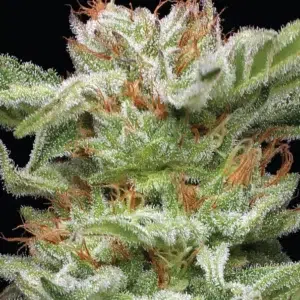 A colorful cannabis plant with dense, frosty buds and purple hues, bursting with blueberry muffin aroma—Blueberry Muffin by Humboldt Seed Company.