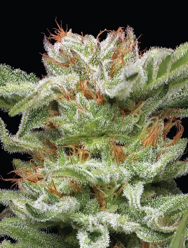 A colorful cannabis plant with dense, frosty buds and purple hues, bursting with blueberry muffin aroma—Blueberry Muffin by Humboldt Seed Company.