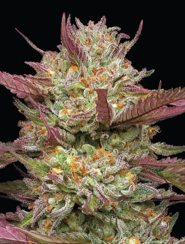 A medium‑height cannabis plant with large, trichome-dense bright green buds flecked with purple, releasing a sweet syrupy blueberry aroma—Blueberry Pancakes by Humboldt Seed Company.