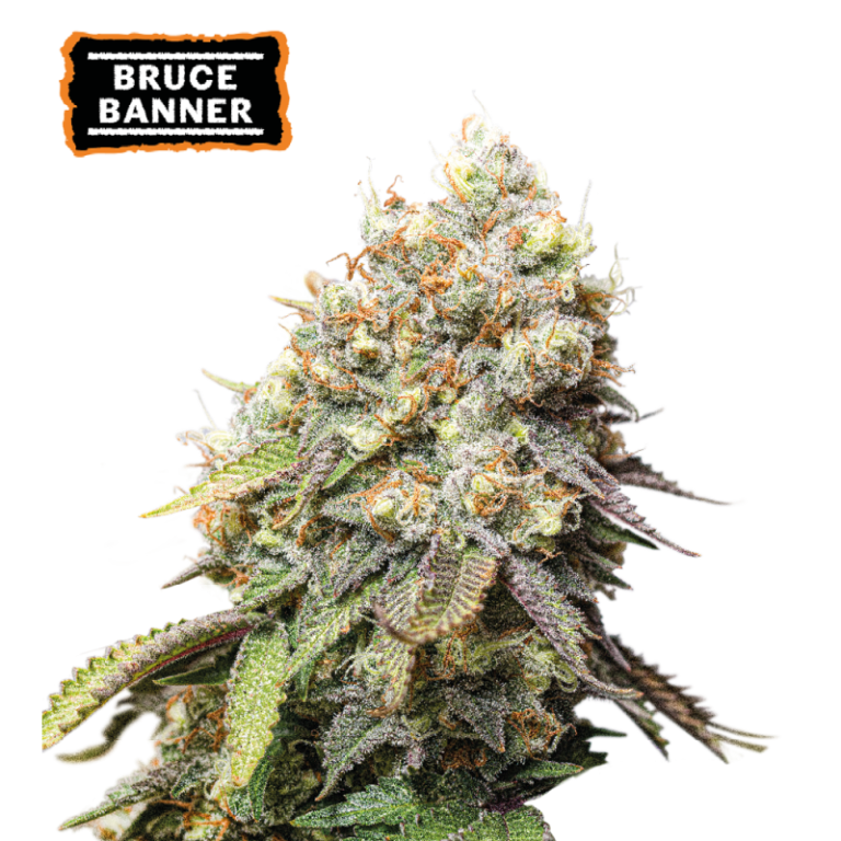 “Bruce Banner by Seedstockers with dense, resin-heavy lime-green buds and amber pistils, glistening trichomes, and a gassy-fruity bouquet; a vigorous plant showing stacked colas and diesel-berry aromatics.”