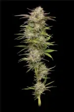 California Haze - Image 2