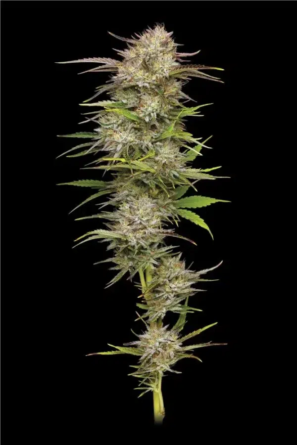 California Haze - Image 2