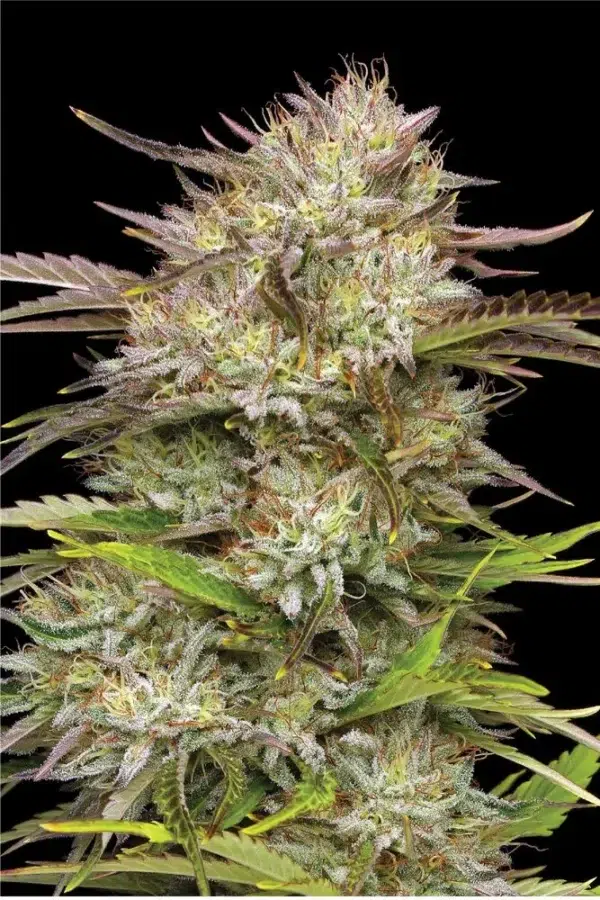 Tall sativa‑leaning cannabis plant with long spear-like colas and dense trichomes, exuding fresh citrus and pine aroma—California Haze by Humboldt Seed Company.