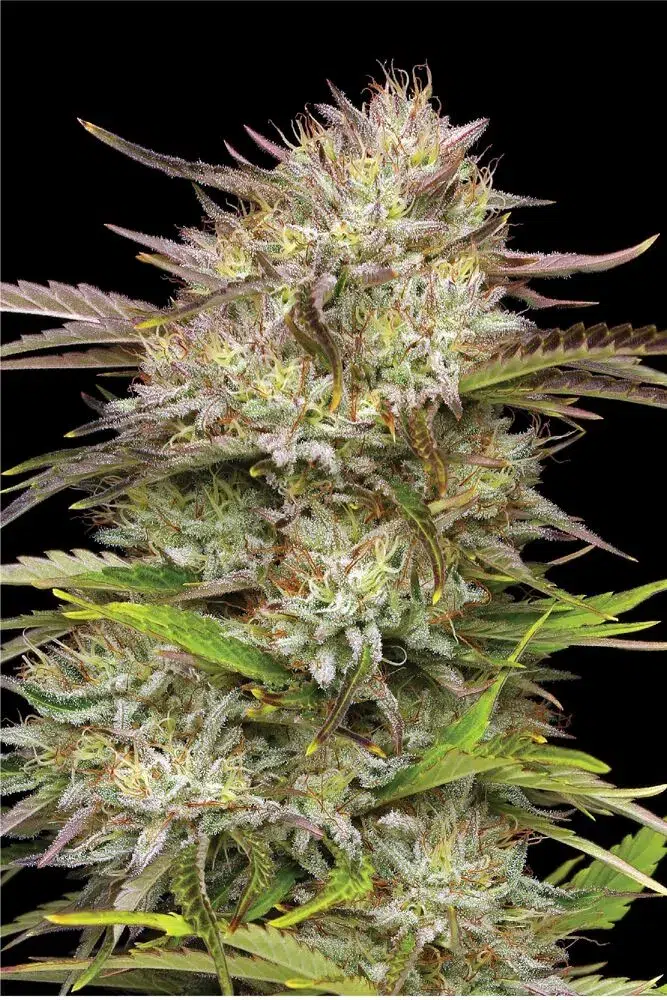 Tall sativa‑leaning cannabis plant with long spear-like colas and dense trichomes, exuding fresh citrus and pine aroma—California Haze by Humboldt Seed Company.