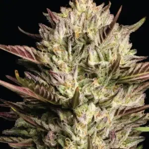 A dense cannabis plant with tight, resinous colas and dark green leaves with hints of purple and orange, exuding intense fuel and exotic fruit aroma—California Octane by Humboldt Seed Company.