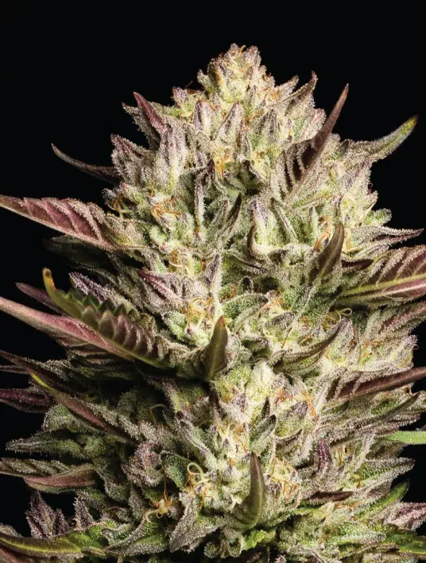 A dense cannabis plant with tight, resinous colas and dark green leaves with hints of purple and orange, exuding intense fuel and exotic fruit aroma—California Octane by Humboldt Seed Company.