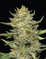 “California Sour Diesel Auto with dense, frosty buds exuding sour citrus-diesel aroma with creamy vanilla undertones—Humboldt Seed Company autoflower strain.”