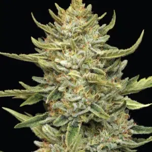 “California Sour Diesel Auto with dense, frosty buds exuding sour citrus-diesel aroma with creamy vanilla undertones—Humboldt Seed Company autoflower strain.”