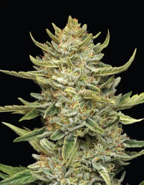 Tall resin-rich cannabis plant with long sativa structure and dense colas emitting intense sour lemon and diesel aroma—California Sour Diesel by Humboldt Seed Company.