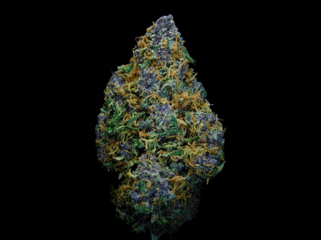 Dense,Potent, high THC Cannabis bud
