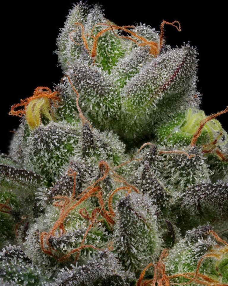 A bushy, resinous cannabis plant with dense amber-trichome buds exuding salted caramel sweetness and fuel-forward aroma—Caramel Cream by Humboldt Seed Company.