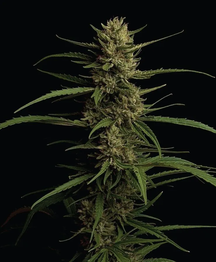 Lanky sativa-structured cannabis plant with long internodes and resinous conical buds emitting tropical fruit and spice aroma—Caribbean Queen Pure Sativa from Humboldt Seed Company.