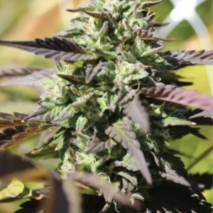 “Chunkadelic Auto’s chunky, resin-glazed cannabis buds—bursting with tangerine, skunky funk, and fuel-cool aroma, exuding funky visual and olfactory appeal.”