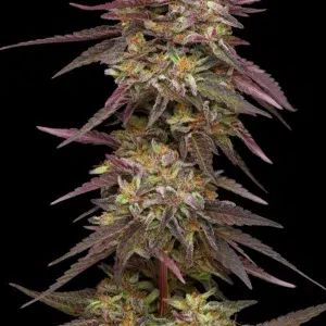 A medium‑tall cannabis plant with dense resin-coated buds and minty freshness, emanating crisp pine and herbal aroma—Cob Salad by Humboldt Seed Company.