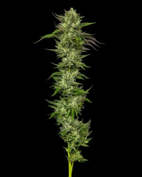 Collie Man Kush - Image 2