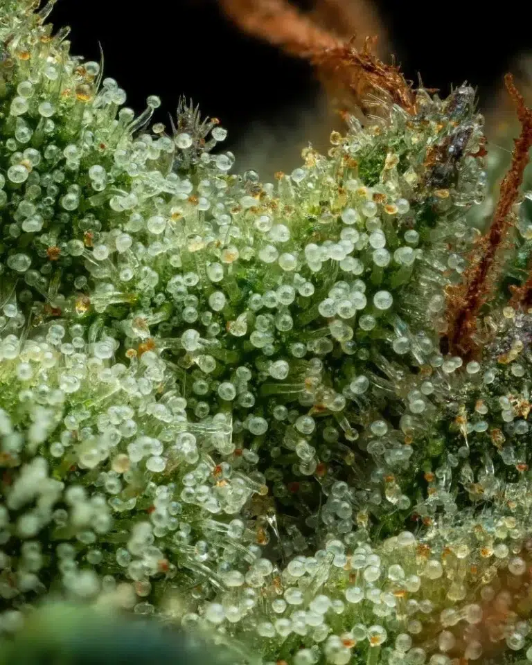 A lush, resin-rich cannabis plant with dense purple-tinged buds, grown from Collie Man Kush by Humboldt Seed Company.