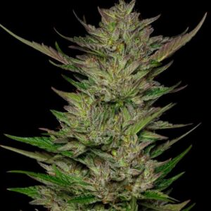 A lush, resin-rich cannabis plant full of dense buds, grown from the Don Carlos strain cultivated by Humboldt Seed Company, showcasing vibrant green foliage and aromatic trichomes.