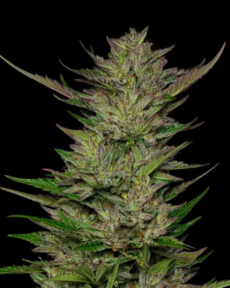 A lush, resin-rich cannabis plant full of dense buds, grown from the Don Carlos strain cultivated by Humboldt Seed Company, showcasing vibrant green foliage and aromatic trichomes.