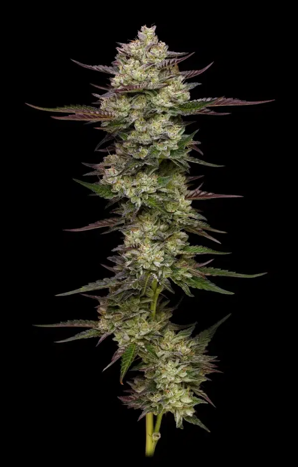 “Glazed doughnut-aroma cannabis buds—purple and green dense frosty colas with rich vanilla, cinnamon and sweet dough notes.”