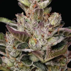 A lush, frosty cannabis plant full of colorful buds, grown from the Donutz strain cultivated by Humboldt Seed Company, shimmering with trichomes and vibrant hues.