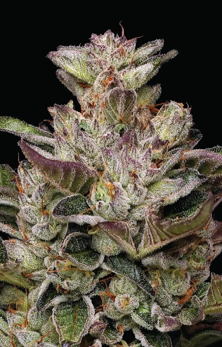A lush, frosty cannabis plant full of colorful buds, grown from the Donutz strain cultivated by Humboldt Seed Company, shimmering with trichomes and vibrant hues.