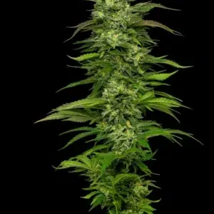“Dense, green cannabis buds glistening with trichomes—sweet-skunky aroma with bright orange, pine, and citrus layers, doubling impressively through bloom.”