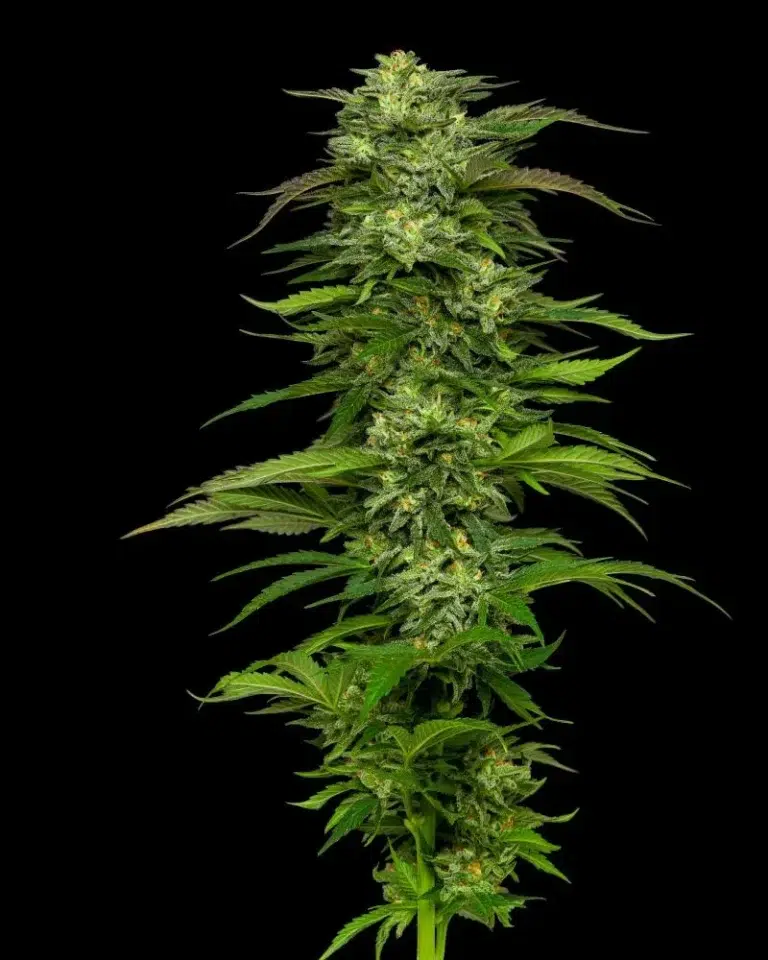 “Dense, green cannabis buds glistening with trichomes—sweet-skunky aroma with bright orange, pine, and citrus layers, doubling impressively through bloom.”
