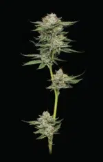 “Dense, frosty light-green colas coated in resin—bursting with minty-fuel, pine, and gassy aroma, topped with sweetness.”