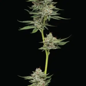 “Dense, frosty light-green colas coated in resin—bursting with minty-fuel, pine, and gassy aroma, topped with sweetness.”