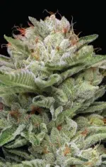 “Dense, frosty light-green colas coated in resin—bursting with minty-fuel, pine, and gassy aroma, topped with sweetness.”