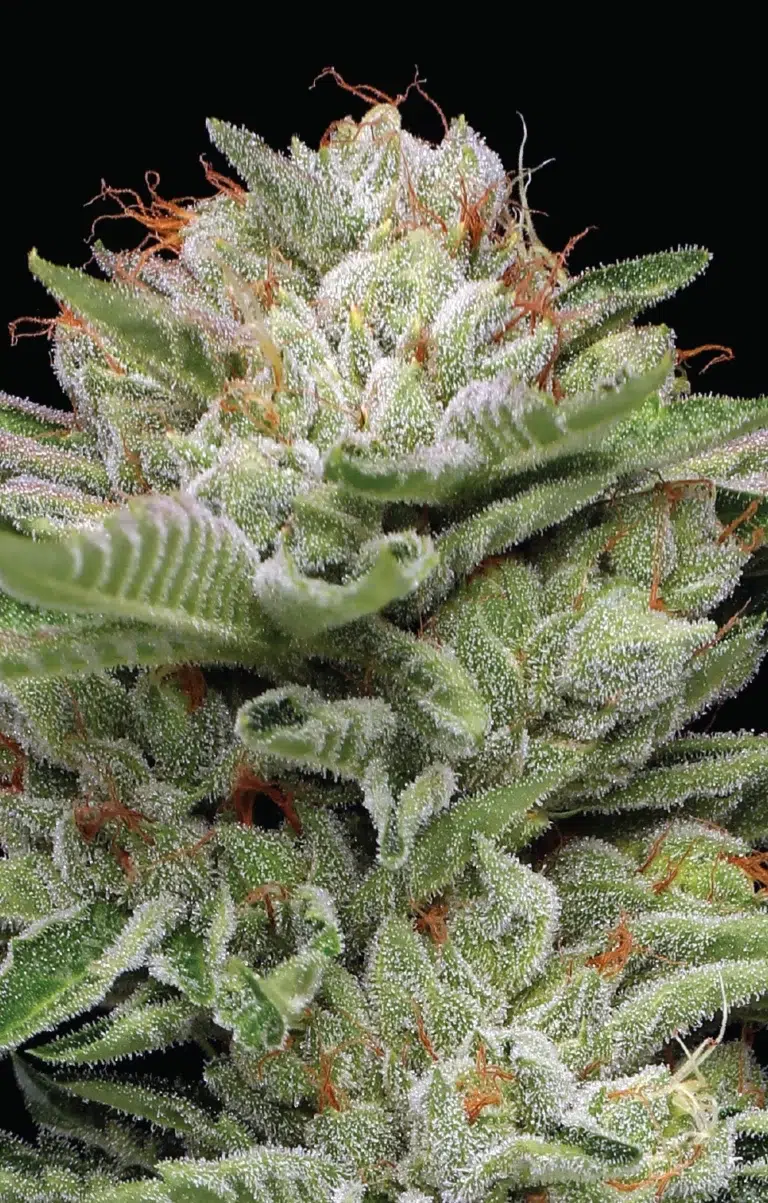 “Dense, frosty light-green colas coated in resin—bursting with minty-fuel, pine, and gassy aroma, topped with sweetness.”