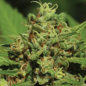 Emerald Fire OG Auto cannabis strain by Humboldt Seed Company, showcasing frosty, dense buds with pungent fuel and citrus aroma, high-yielding autoflower with medium height and resin-rich flowers.