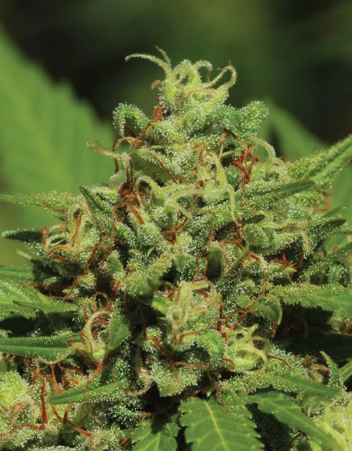 Dense emerald-green cannabis buds with fiery orange hairs—aromatic citrus, pine, and earthy tones, evoking a cozy fireside warmth.