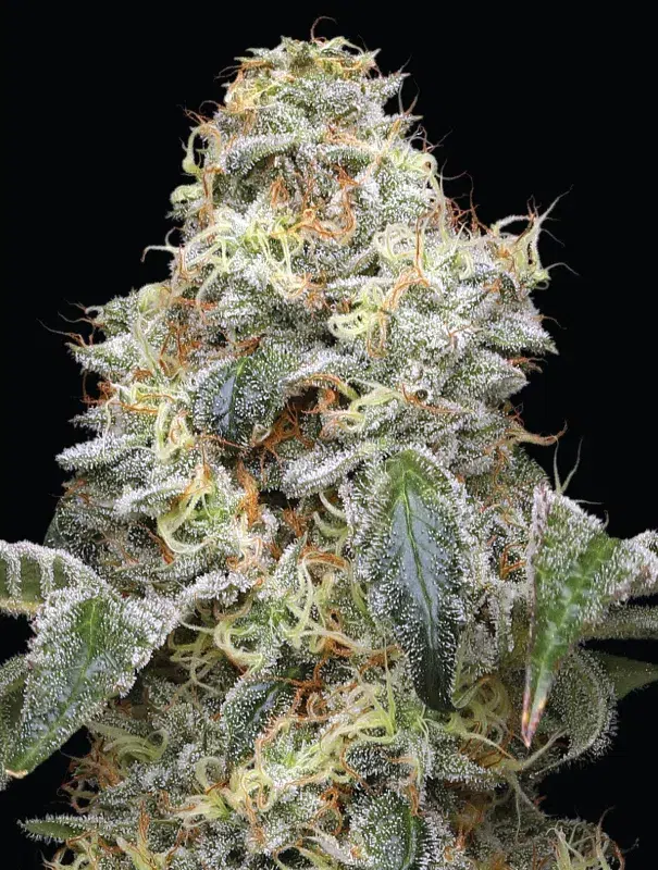 Towering lime-green buds frosted in trichomes, bursting with citrus, grapefruit, and diesel aromas—radiant energy in every cola.