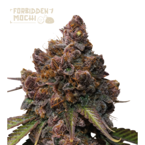Compact, resin-covered buds of Forbidden Mochi© by Seedstockers, glowing with deep red-purple tones and dense trichomes; aroma suggests bright mandarin, tropical fruit, and creamy vanilla.