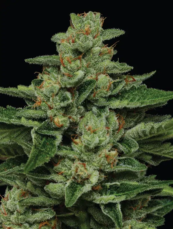 Dense frosty cannabis buds with an upright structure—vanilla pastry sweetness wrapped in gassy, toffee, and nutty aromas, evoking a sweet-fuel fusion.