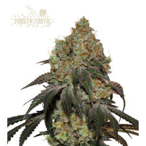 Frosty Tooth© by Seedstockers: dense, resin-drenched buds with a silvery frost and deep green hues; aroma promises sweet cream, fruity depth, earthy richness, and a gassy punch.