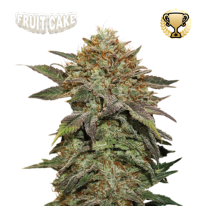 “A compact, resin-laden cannabis plant from Fruit Cake by Seedstockers, showcasing dense, frosty buds with sugary cream colors and welcoming dessert-like aroma.”