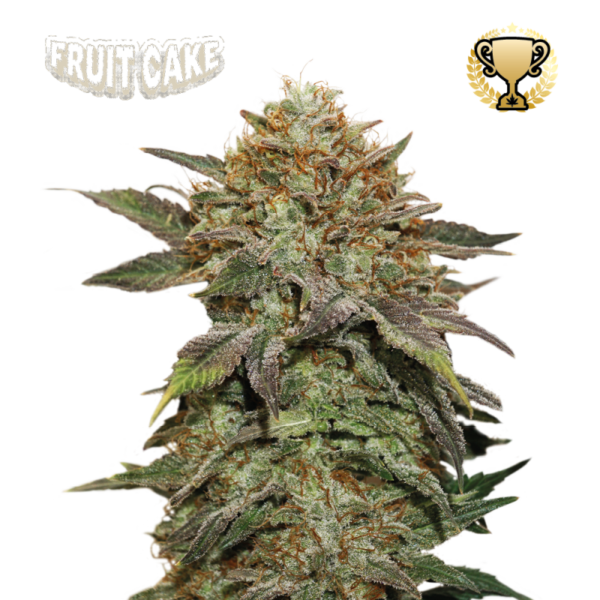 “A compact, resin-laden cannabis plant from Fruit Cake by Seedstockers, showcasing dense, frosty buds with sugary cream colors and welcoming dessert-like aroma.”