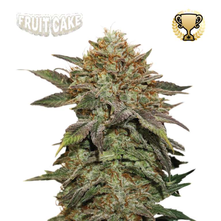 “A compact, resin-laden cannabis plant from Fruit Cake by Seedstockers, showcasing dense, frosty buds with sugary cream colors and welcoming dessert-like aroma.”