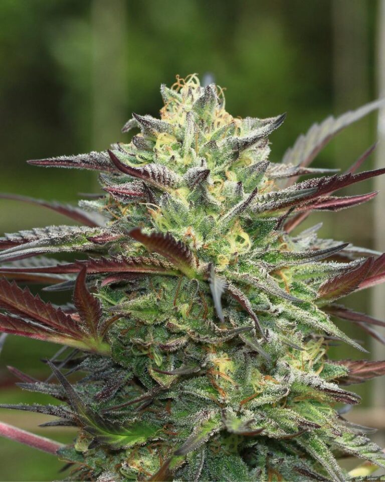 Dense, resinous cannabis colas in green and purple hues—sweet cookie dough aroma with citrus orange, pine, and skunk notes, dense and irresistible.