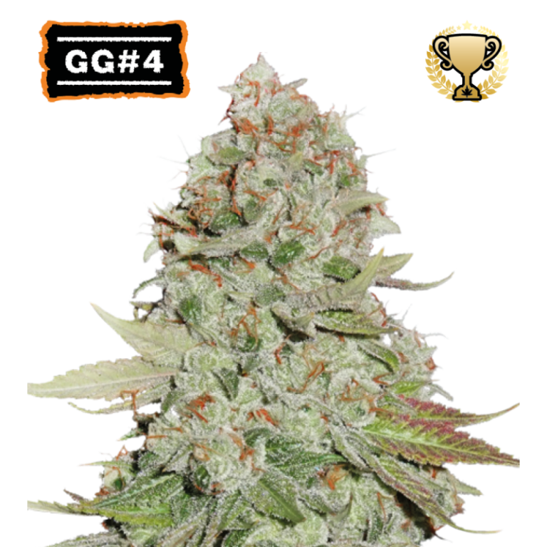 “Seedstockers GG#4 (AKA Gorilla Glue) showing thick, gluey resin on chunky buds, deep green and silver with fiery pistils; bold earthy-sour aroma rising from dense, frosty colas.”