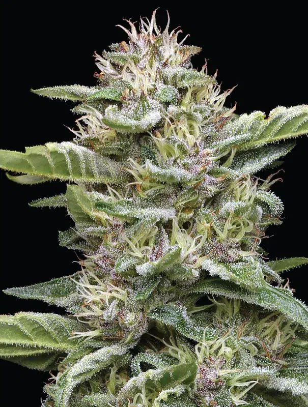 Dense, frosty green cannabis buds with spicy garlic scent, layered in creamy buttery and nutty aromas—savory indulgence in a flower